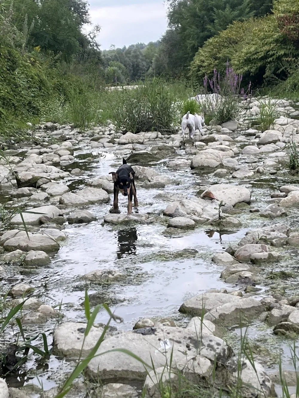Langa dog Resort Pensione Cani No box - Italy pet otel görseli 3