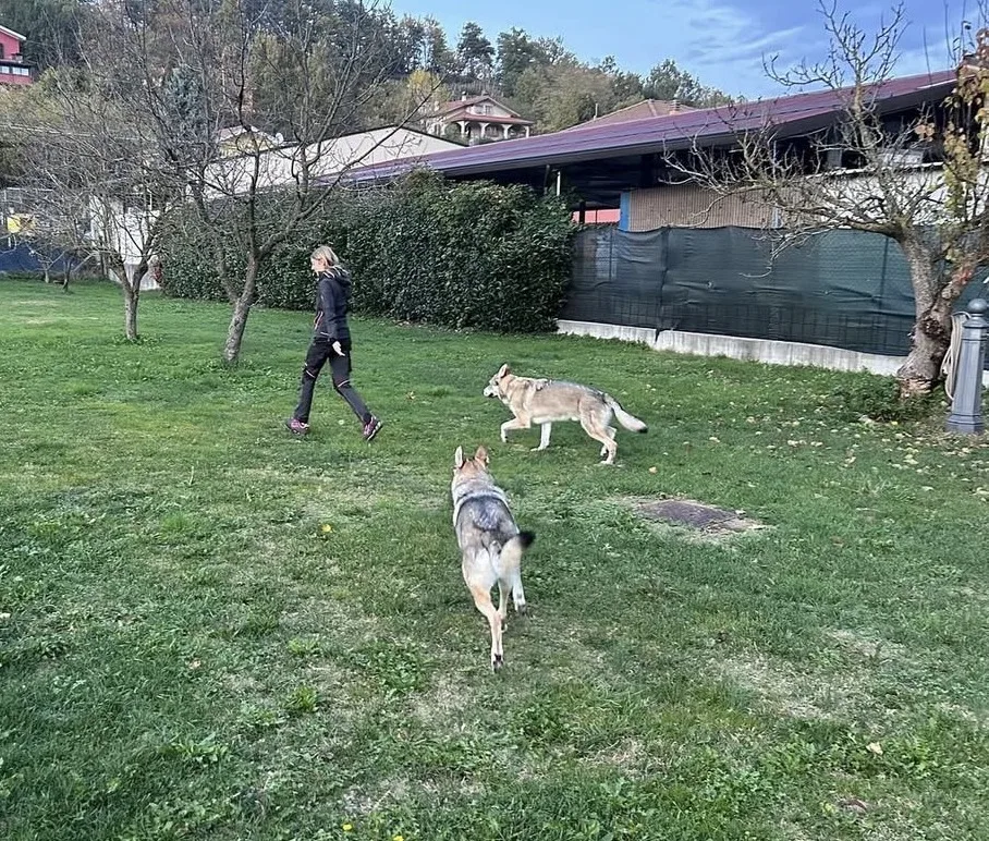 Maison Jolie Pensione per cani - Italy pet otel görseli 3