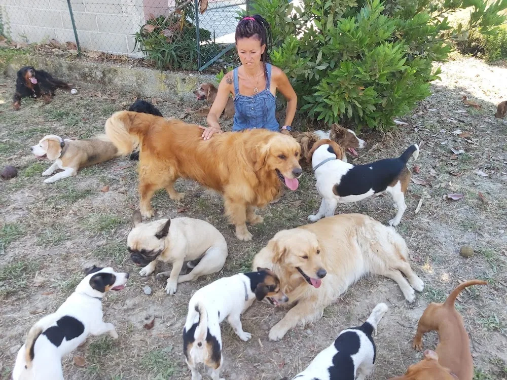 Olimpo di Apollo - Asilo e pensione cani - Italy pet otel görseli 4