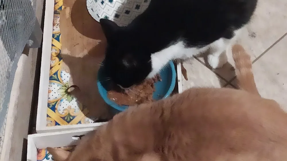 pensione animali - Italy pet otel görseli 2