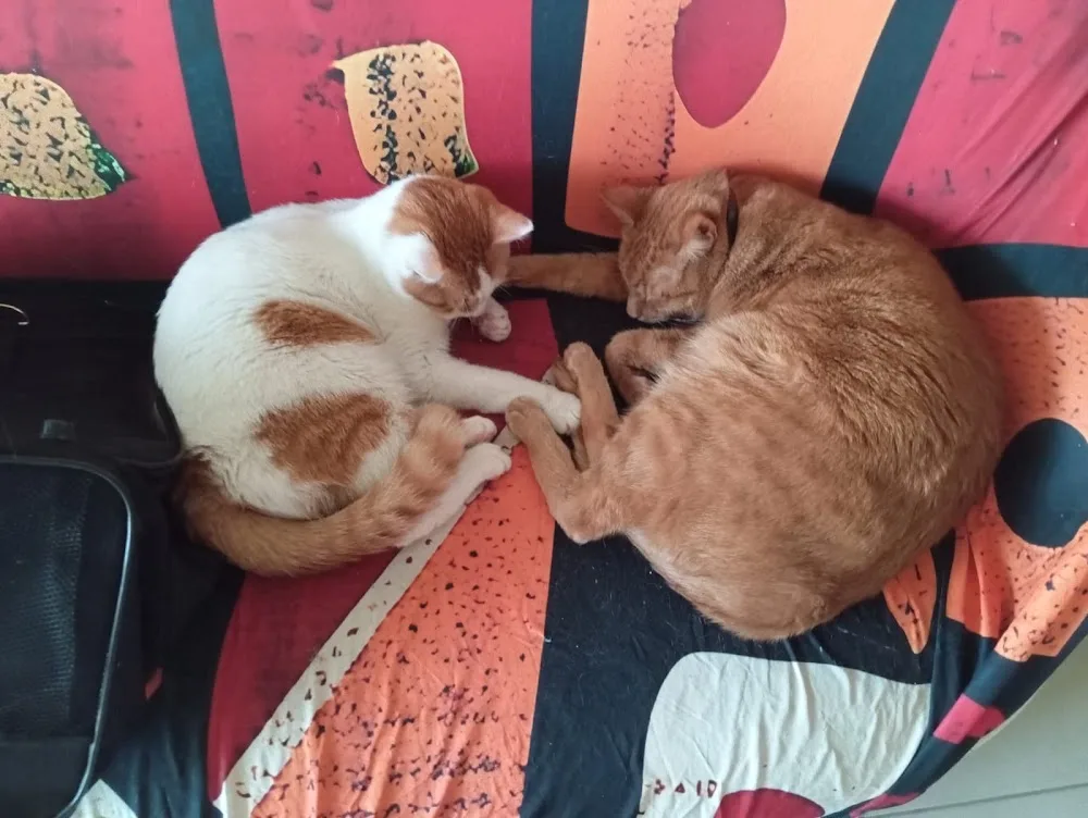 pensione animali - Italy pet otel görseli 3