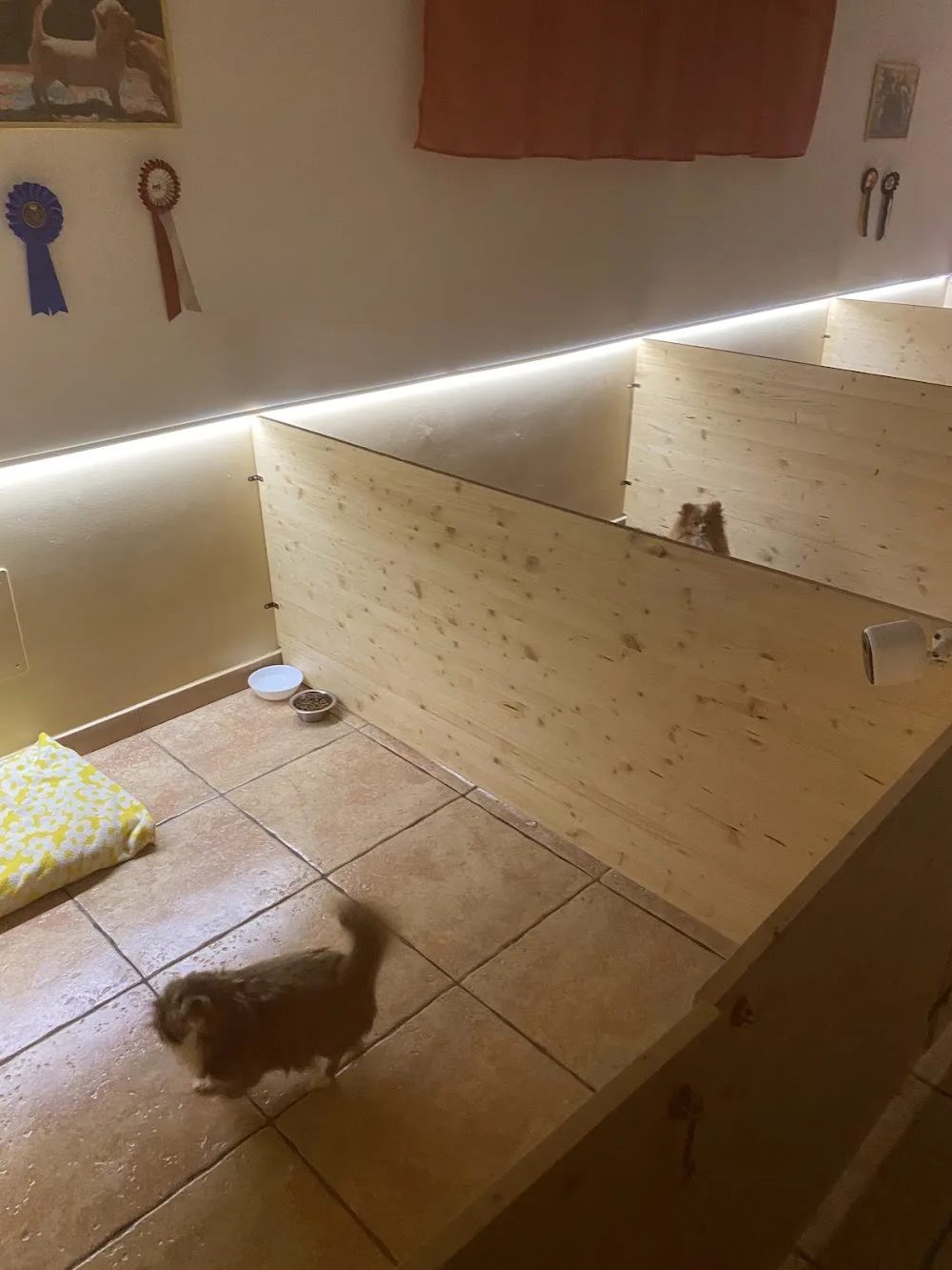 Pensione Cani e Gatti Belriparo - Italy pet otel görseli 3