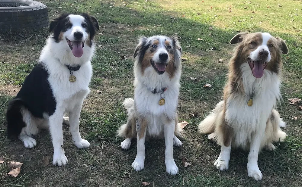 Pensione casalinga per cani e gatti "della Famiglia di Happy" / Allevamento di Pastori Australiani - Italy pet otel görseli 2