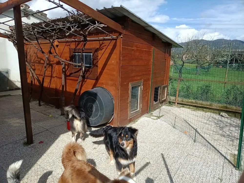 Pensione casalinga per cani e gatti "della Famiglia di Happy" / Allevamento di Pastori Australiani - Italy pet otel görseli 3