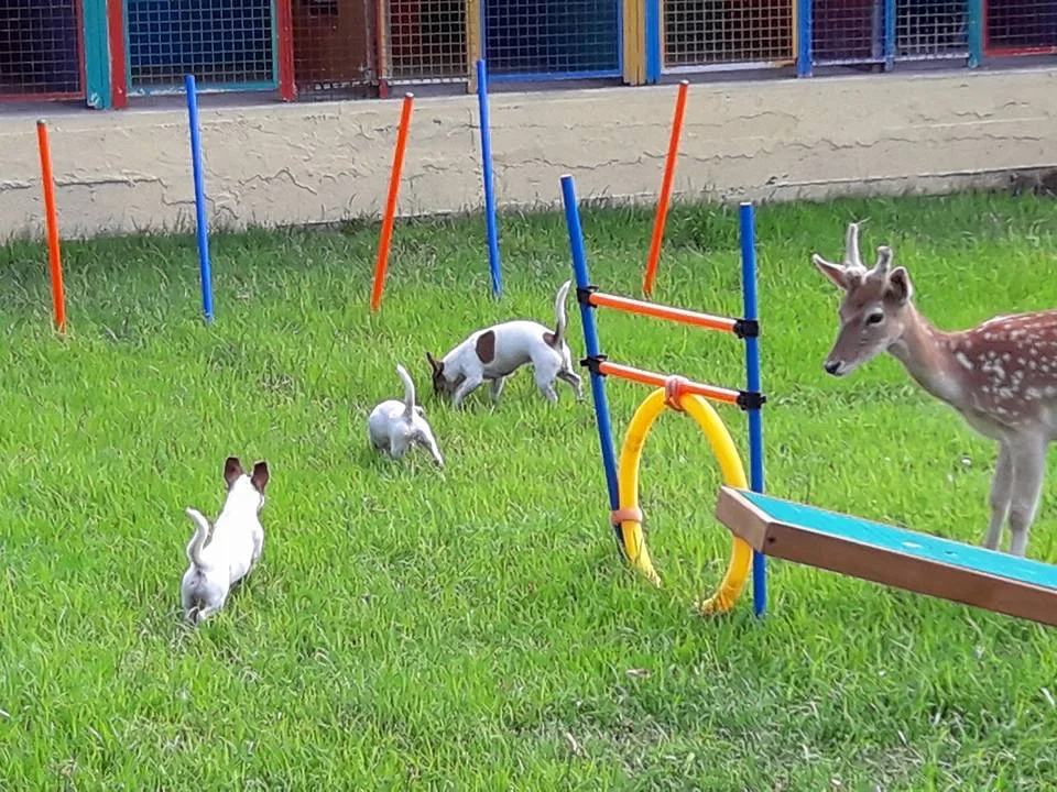PENSIONE LA FONTANA CANI E GATTI - si riceve su appuntamento - Italy pet otel görseli 3