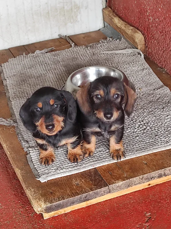 Pensione per Cani Fortina - Italy pet otel