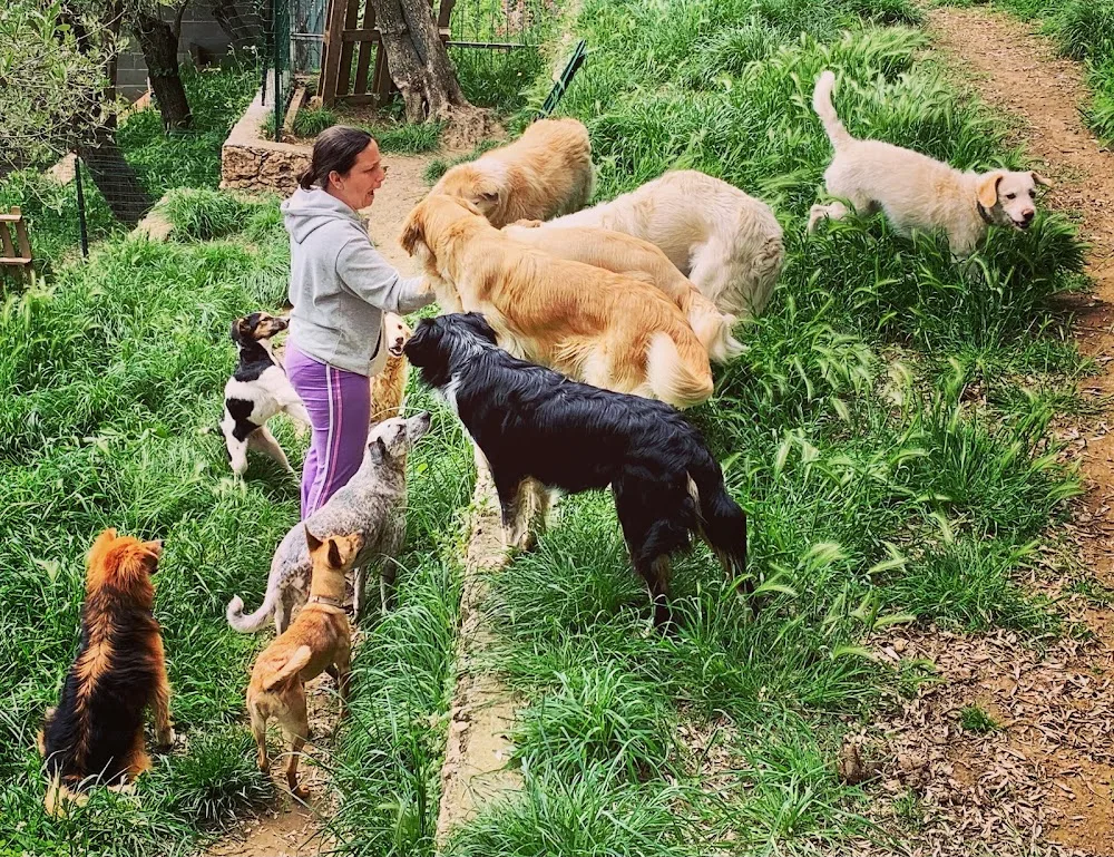 Pensione per cani La Valletta - Italy pet otel görseli 3