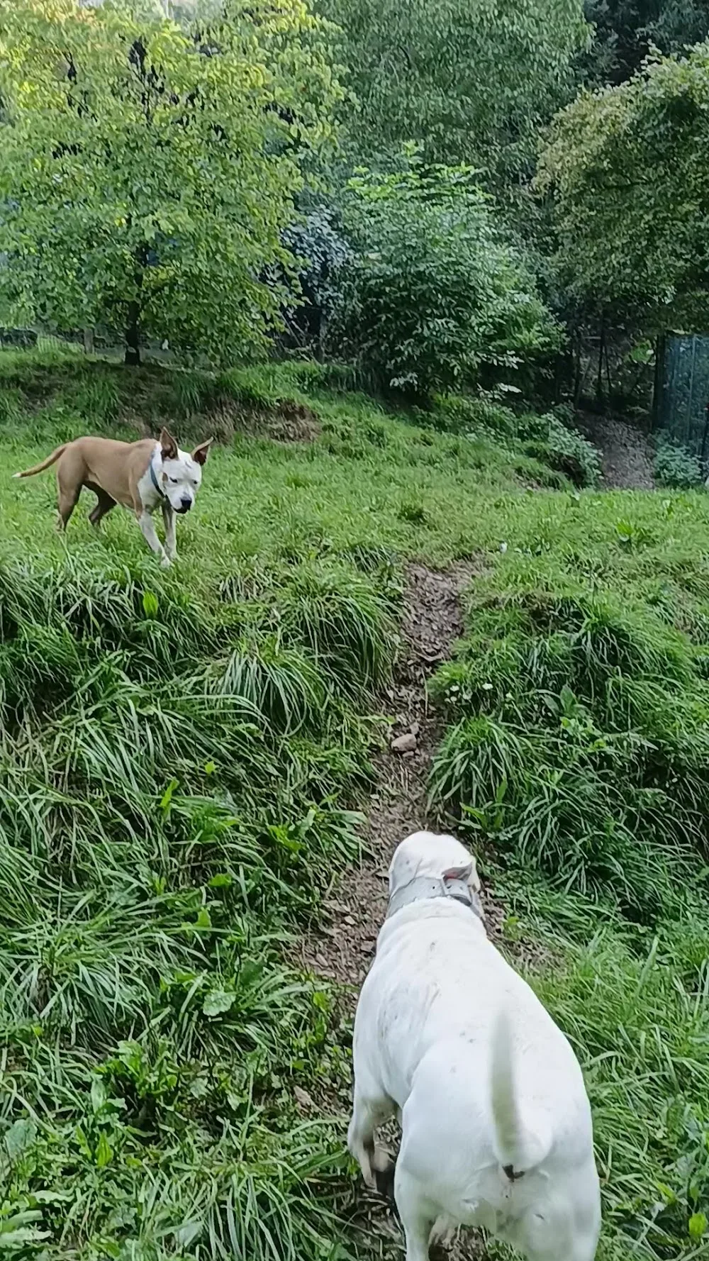 Pensione per cani "Le Fontane" - Italy pet otel görseli 6