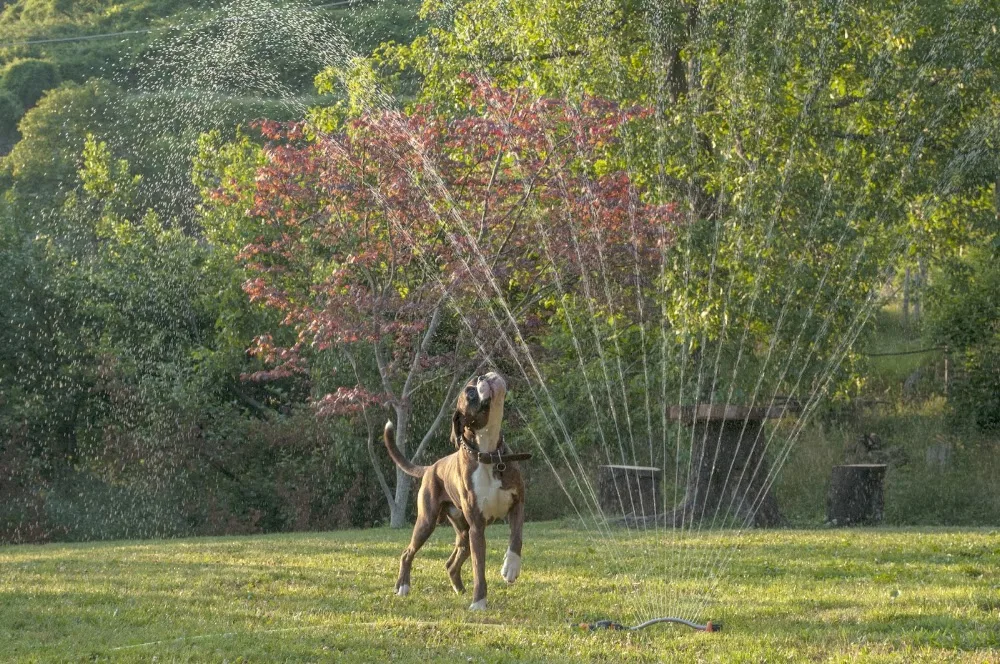 Pensione per cani "Le Fontane" - Italy pet otel görseli 7