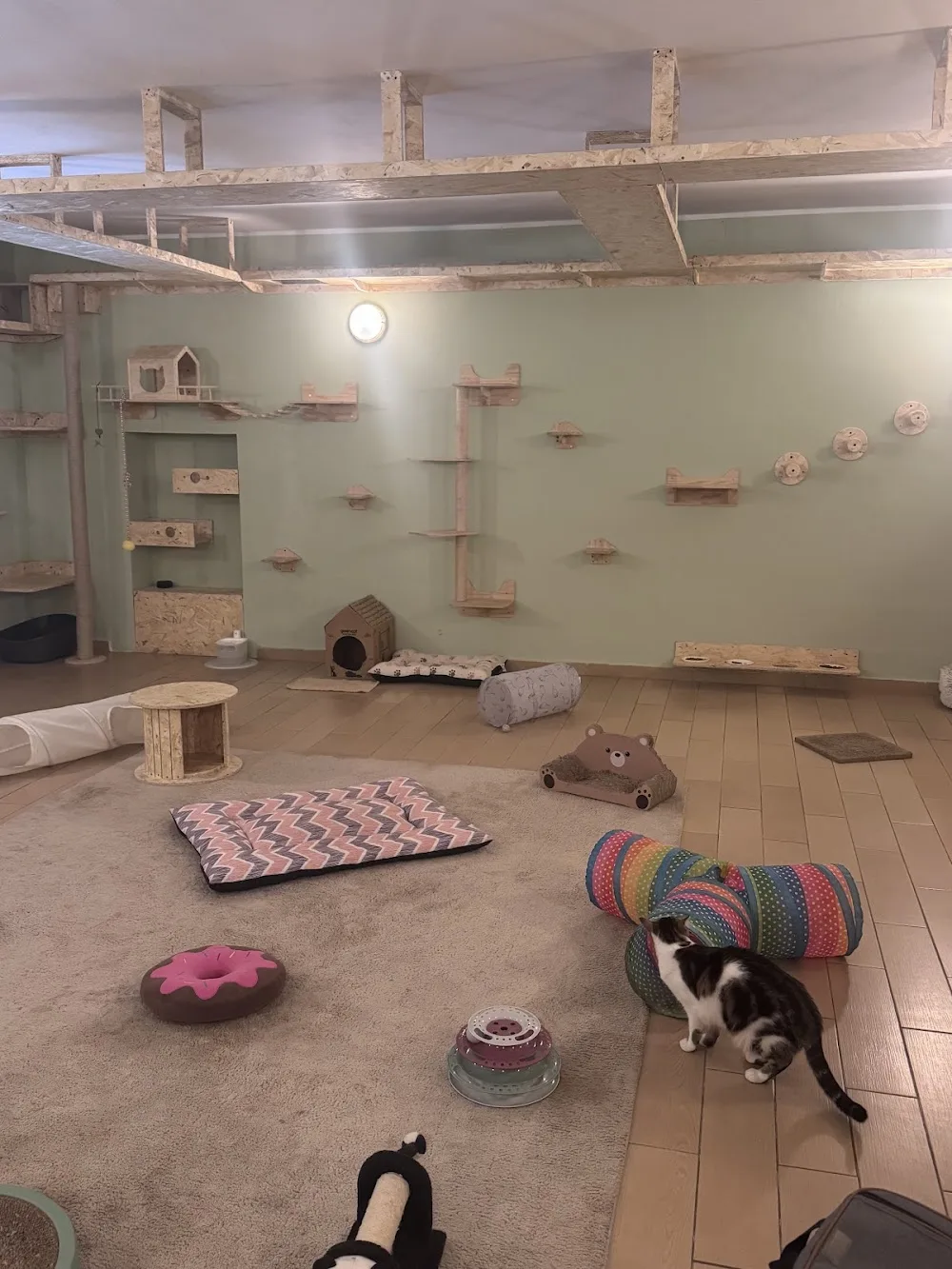 Pensione per gatti Ostello degli aMici - Italy pet otel görseli 3