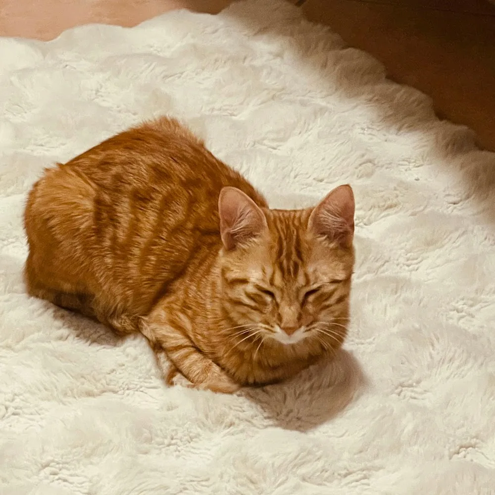 Pensione per gatti Ostello degli aMici - Italy pet otel görseli 5