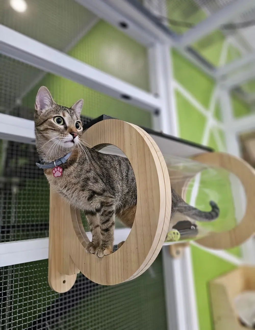 Pensione vita da gatti - Italy pet otel görseli 2