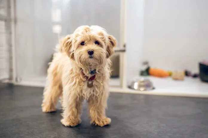 Pet Hotel Milano - Italy pet otel görseli 2