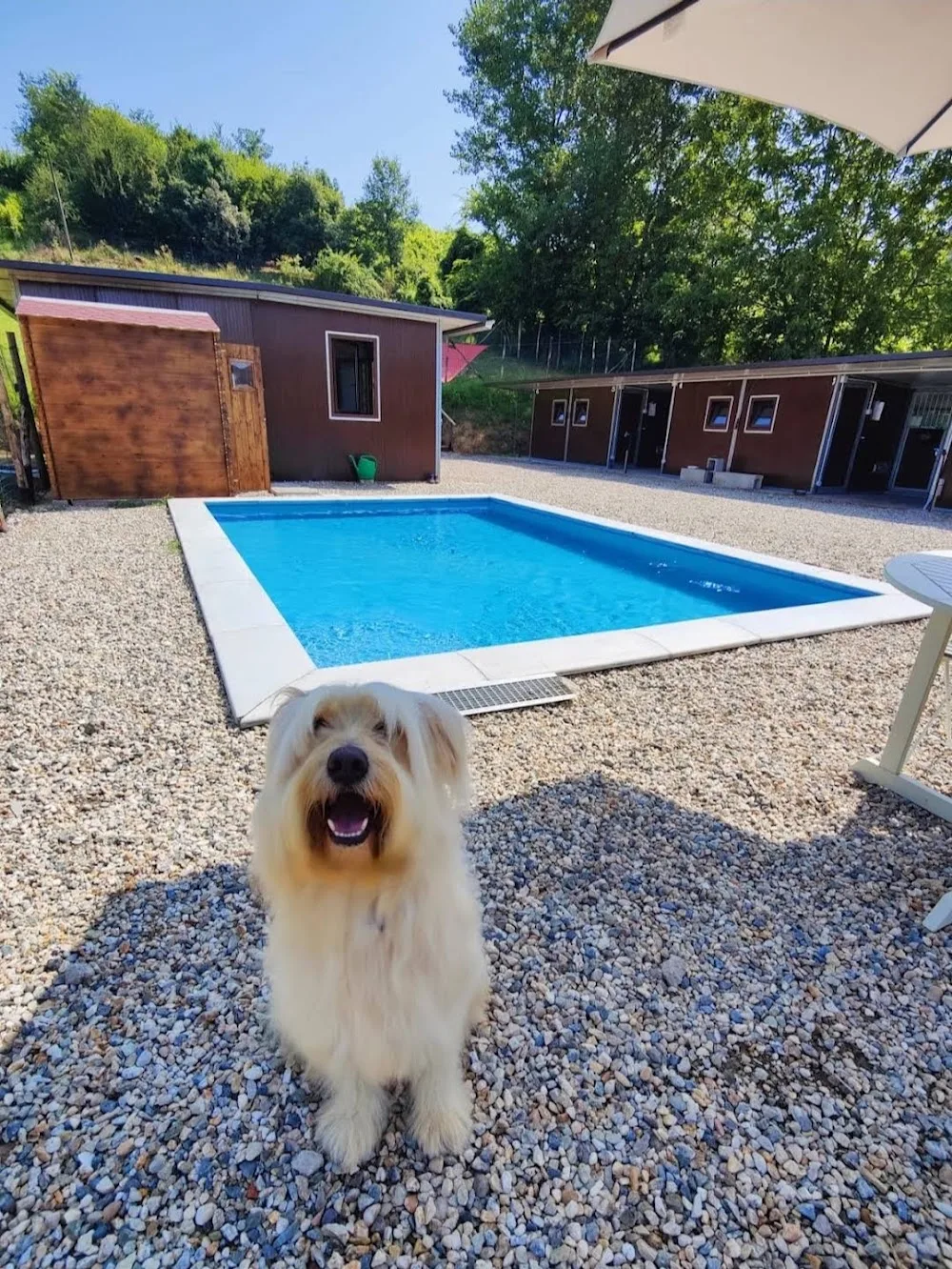Villa Leon pensione cani di Federico Pini - Italy pet otel görseli 2