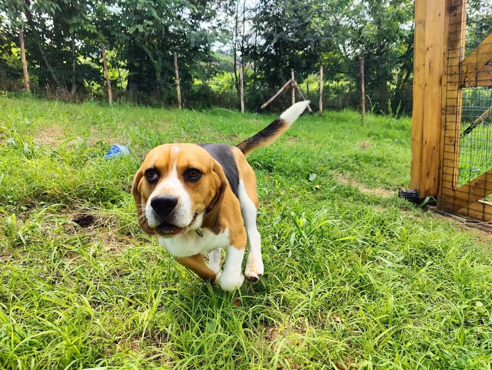Villa Leon pensione cani di Federico Pini - Italy pet otel görseli 3