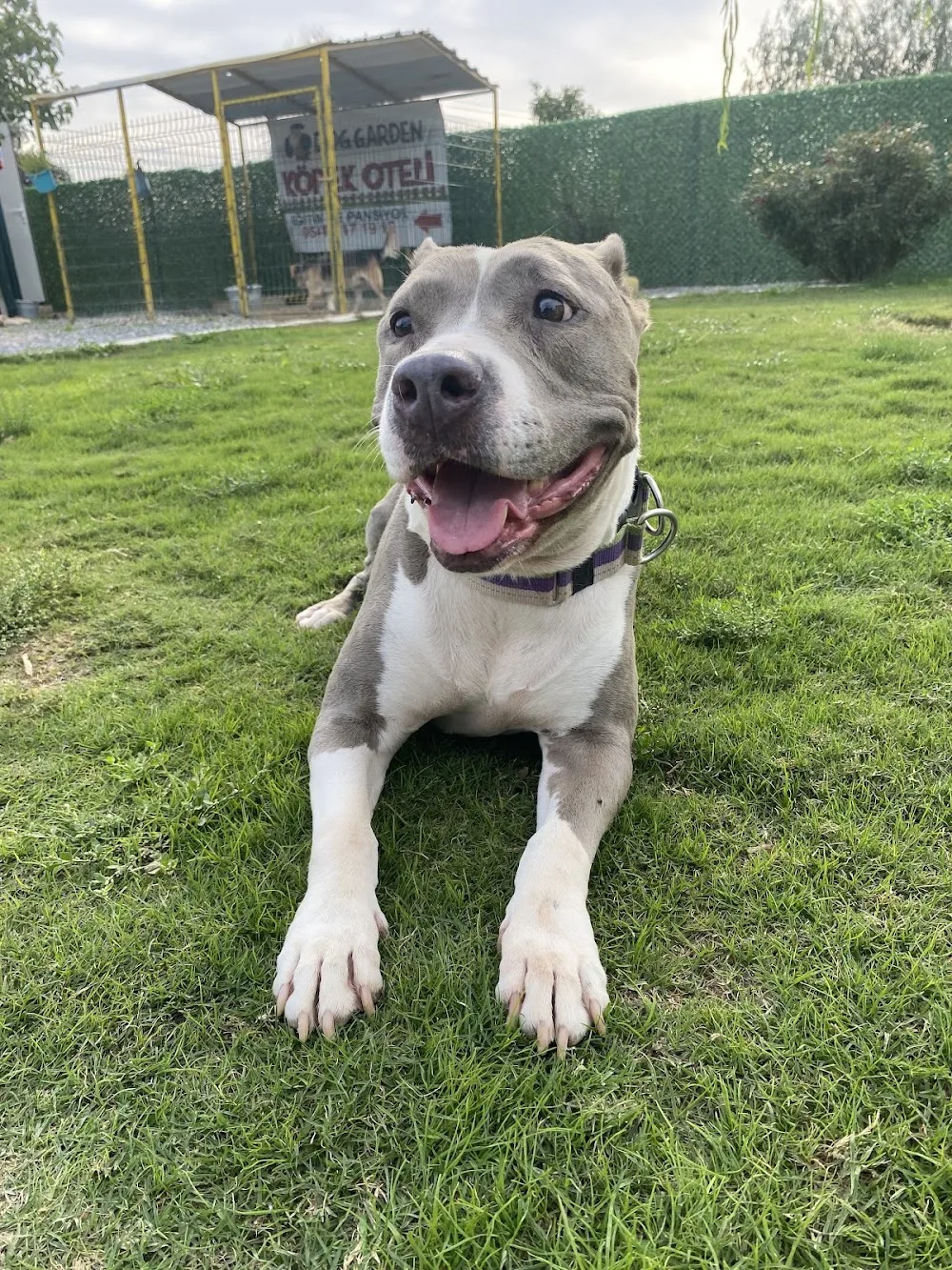 Doggarden Köpek Oteli - Izmir pet otel görseli 2