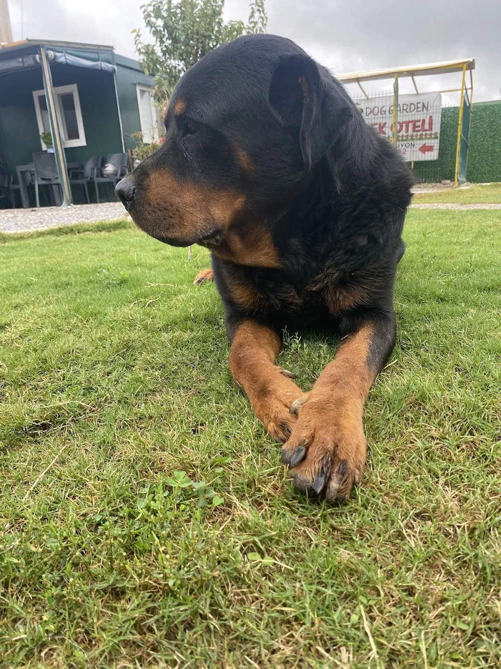 Doggarden Köpek Oteli - Izmir pet otel görseli 3