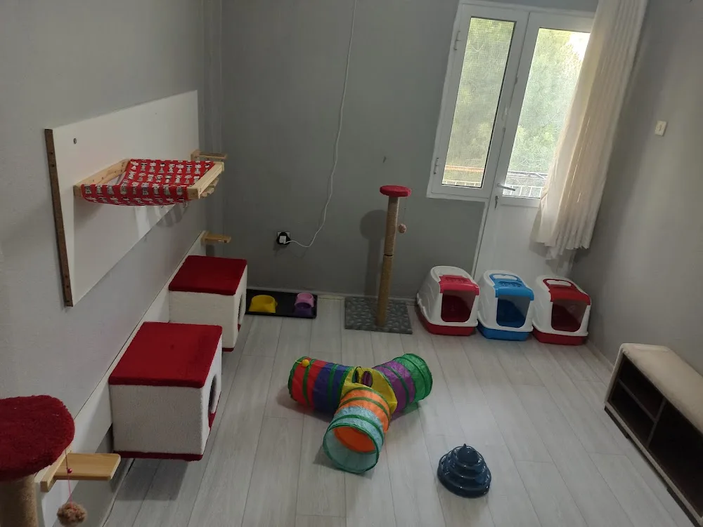 İzmir Kedi Oteli - Izmir pet otel görseli 14