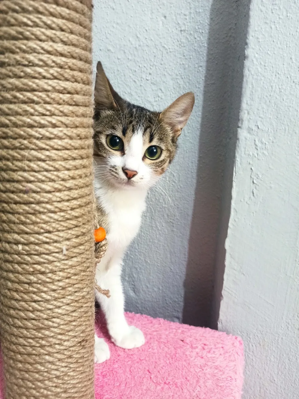 İzmir Kedi Oteli - Izmir pet otel görseli 11