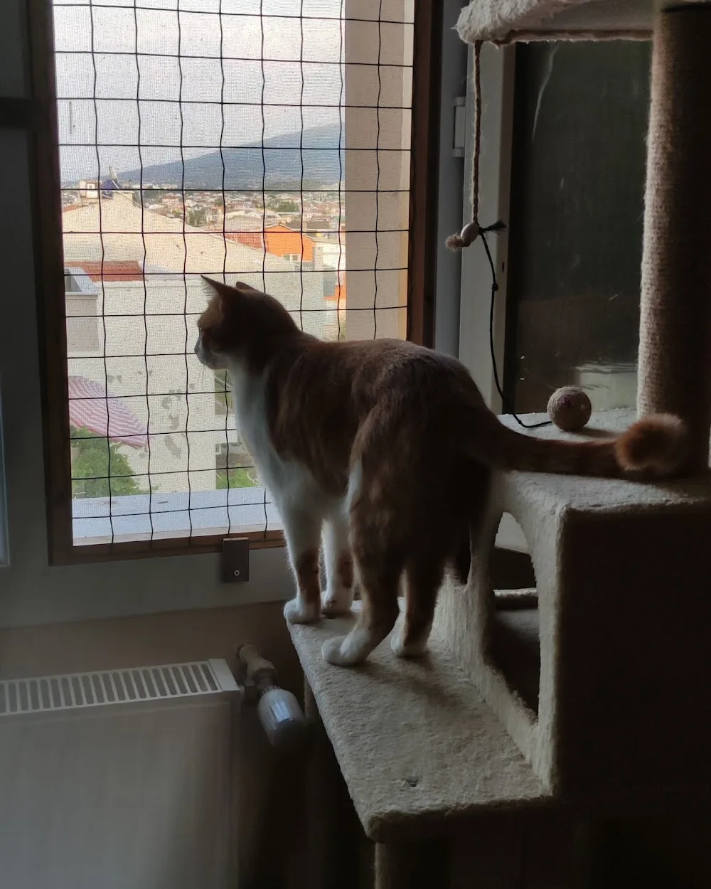 MY ROOM YOUR ROOM FAMILY CAT HOTEL - Izmir pet otel