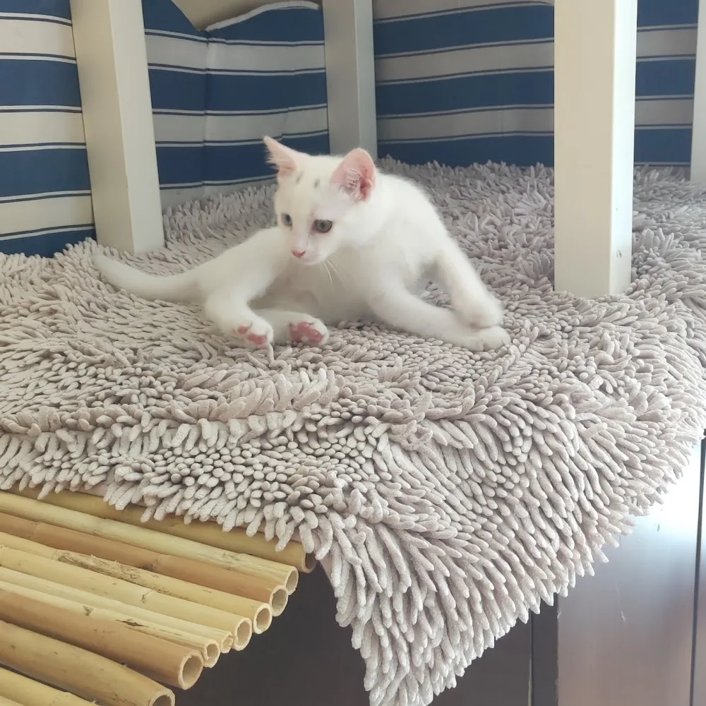 MY ROOM YOUR ROOM FAMILY CAT HOTEL - Izmir pet otel görseli 3