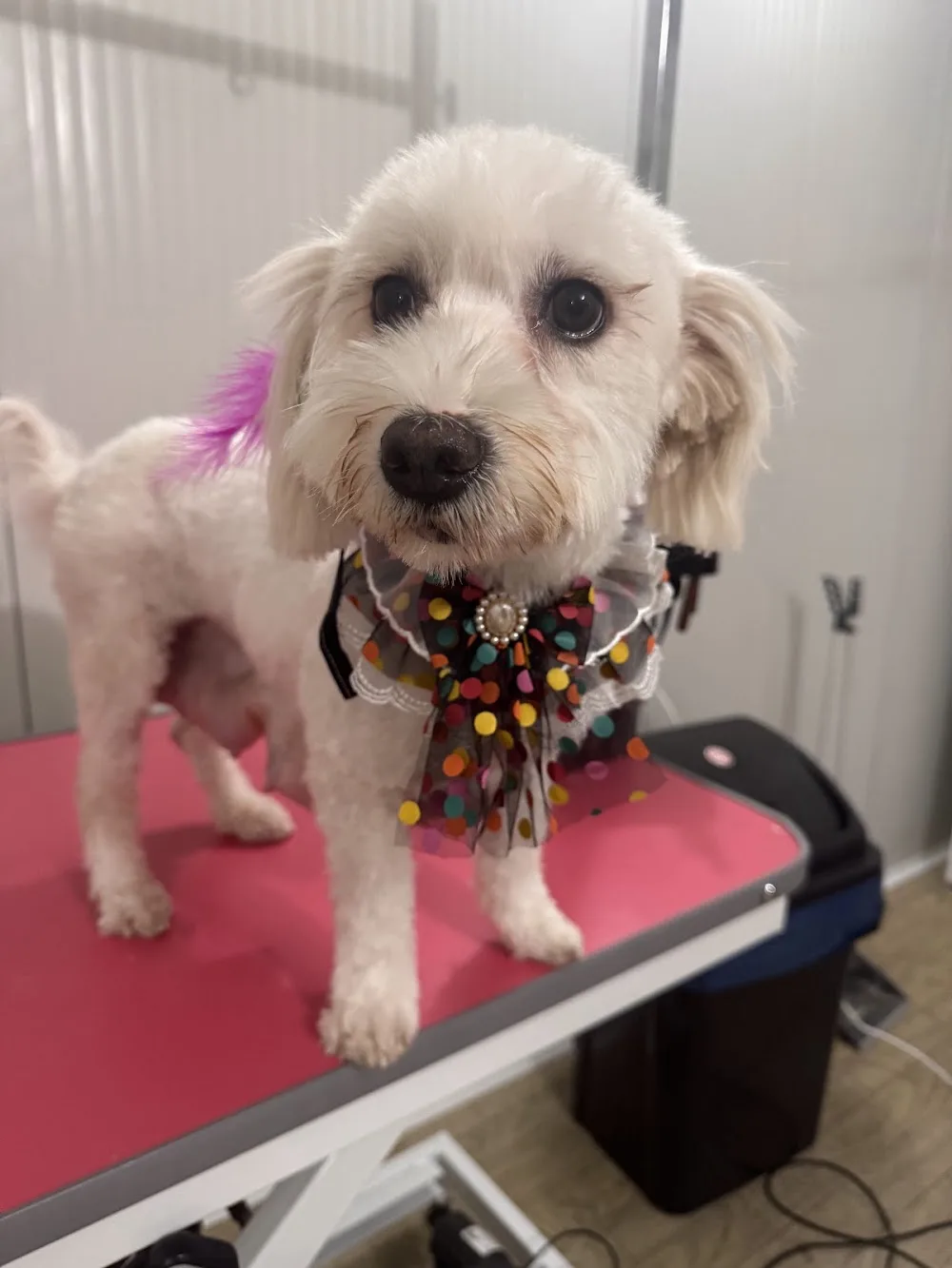 Patika Pet Hotel&Kuaför - Izmir pet otel görseli 3