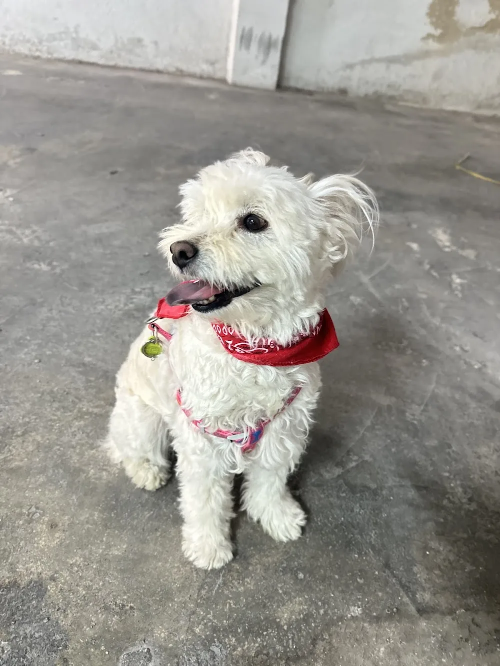 ACECE - Aventuras caninas en cada esquina 🐾 - Jaén pet otel