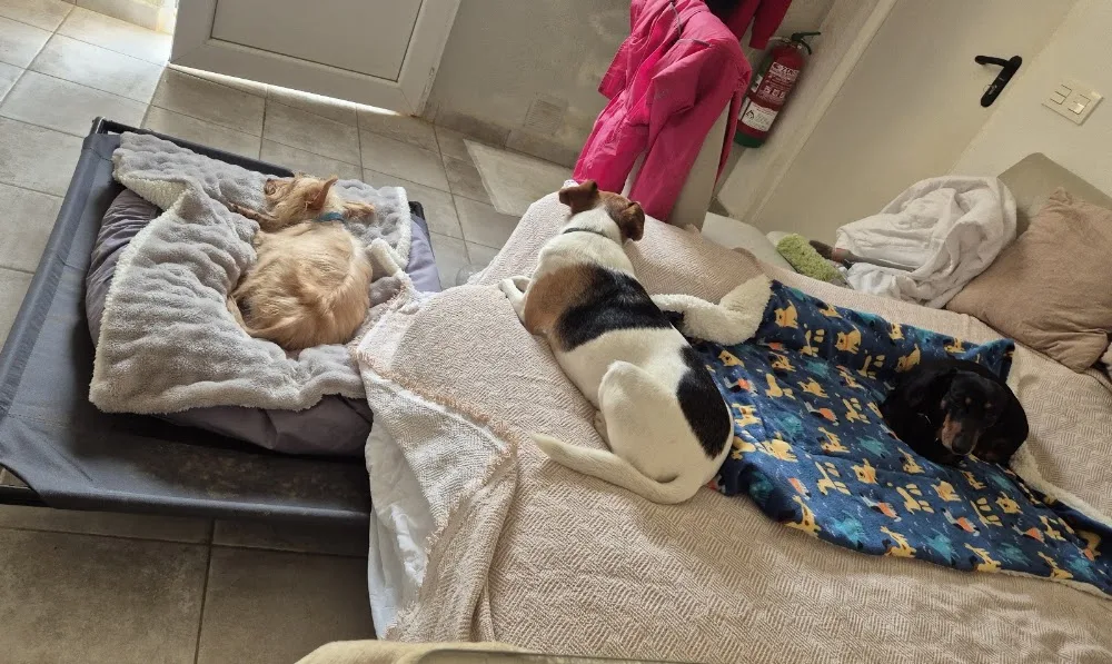 GrunyDog - Jaén pet otel