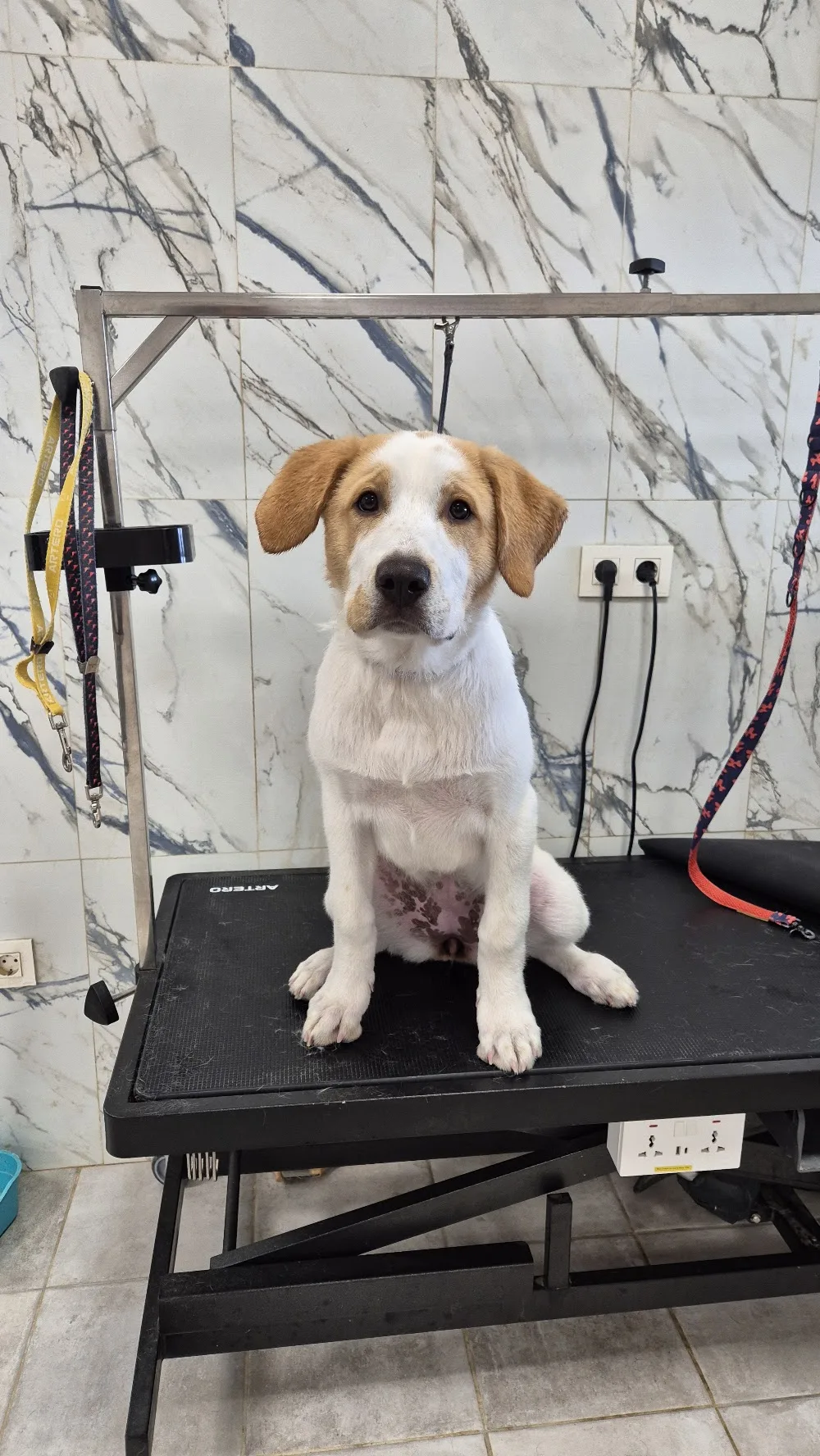 GrunyDog - Jaén pet otel görseli 3