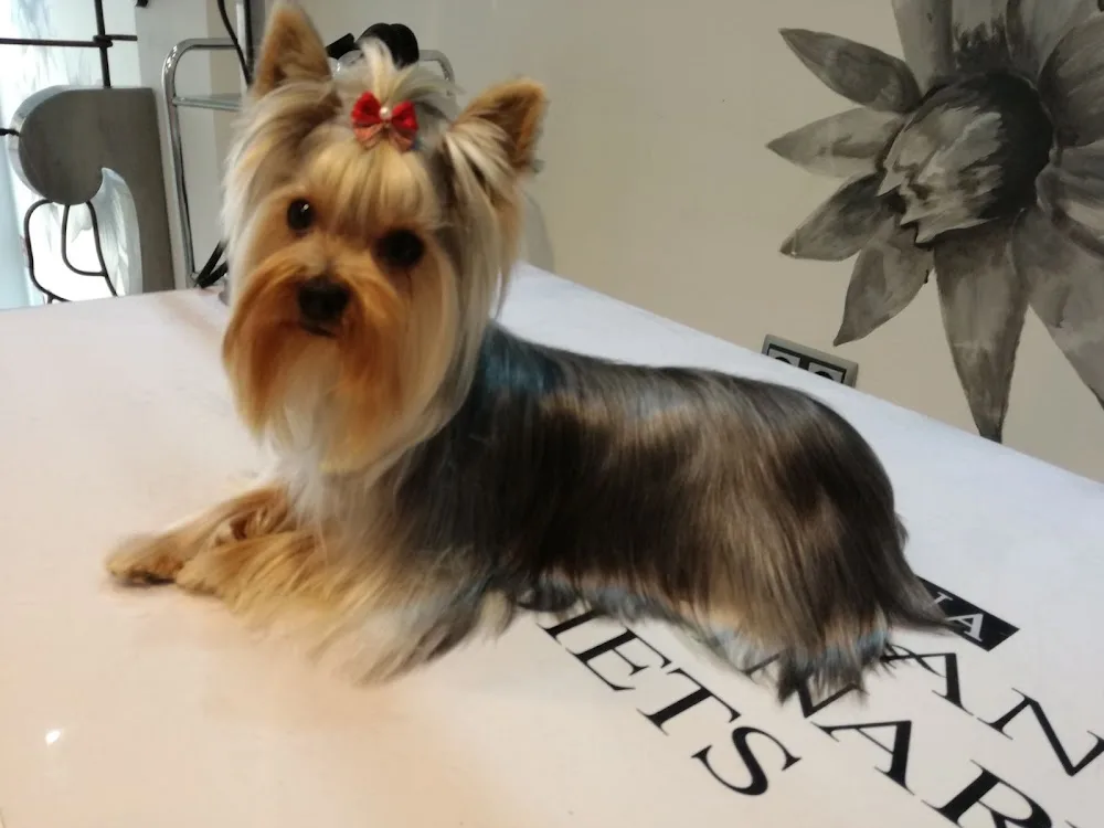 Naniblú - Guardería de mascotas - Jaén pet otel