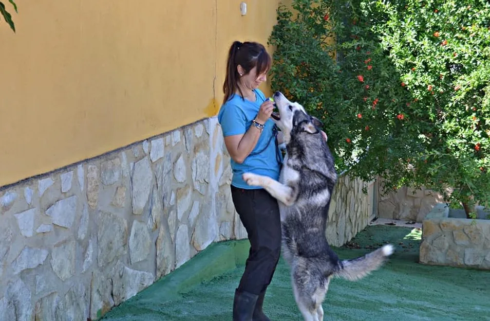 Residencia Canina Aimar - Jaén pet otel görseli 4