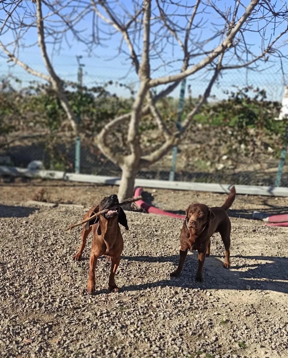 Residencia Canina Quinkey - Jaén pet otel