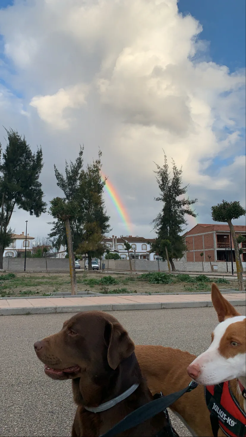 Residencia Canina Quinkey - Jaén pet otel görseli 3