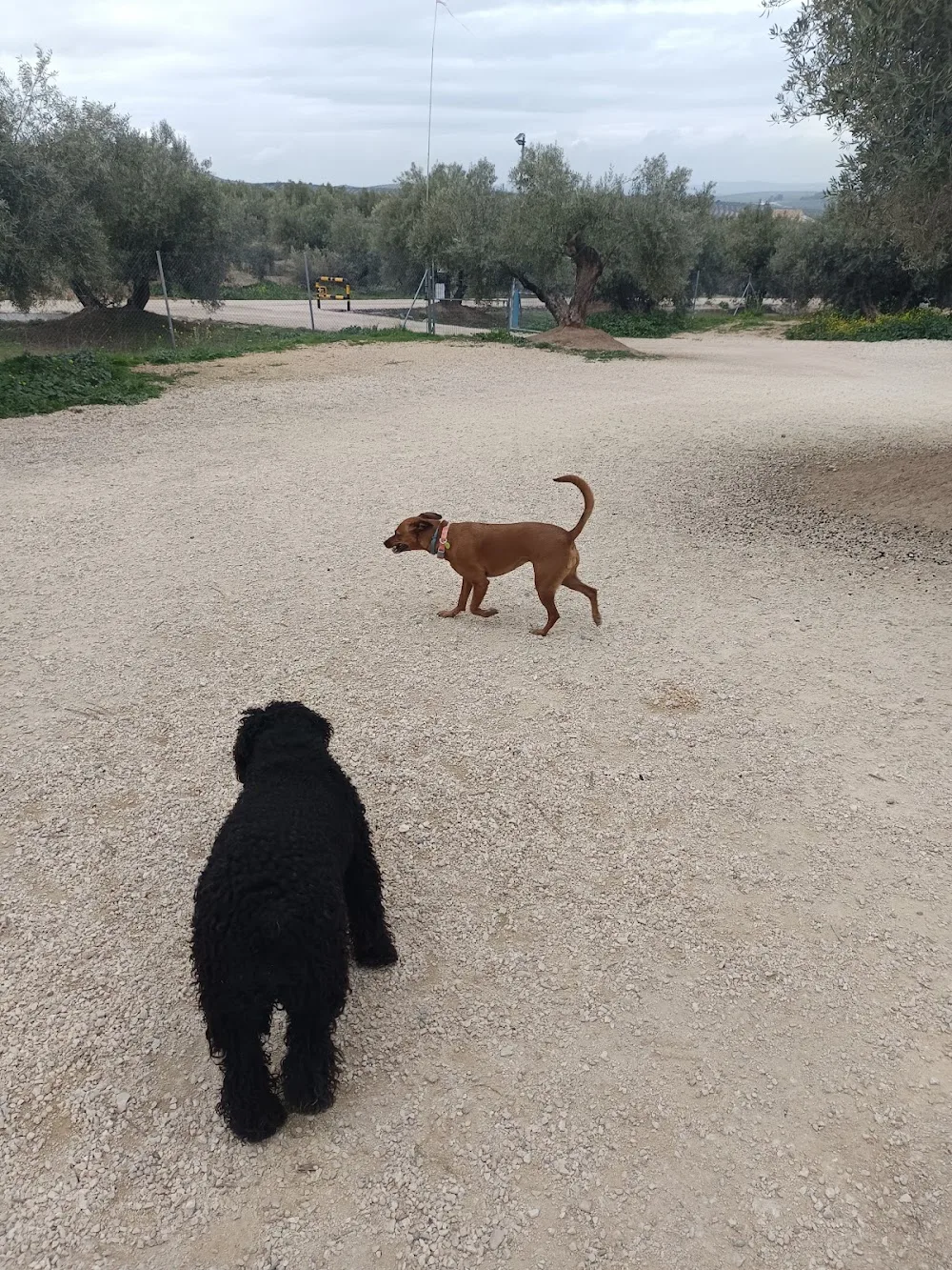 TOX-CAN adiestramiento y residencia canina - Jaén pet otel