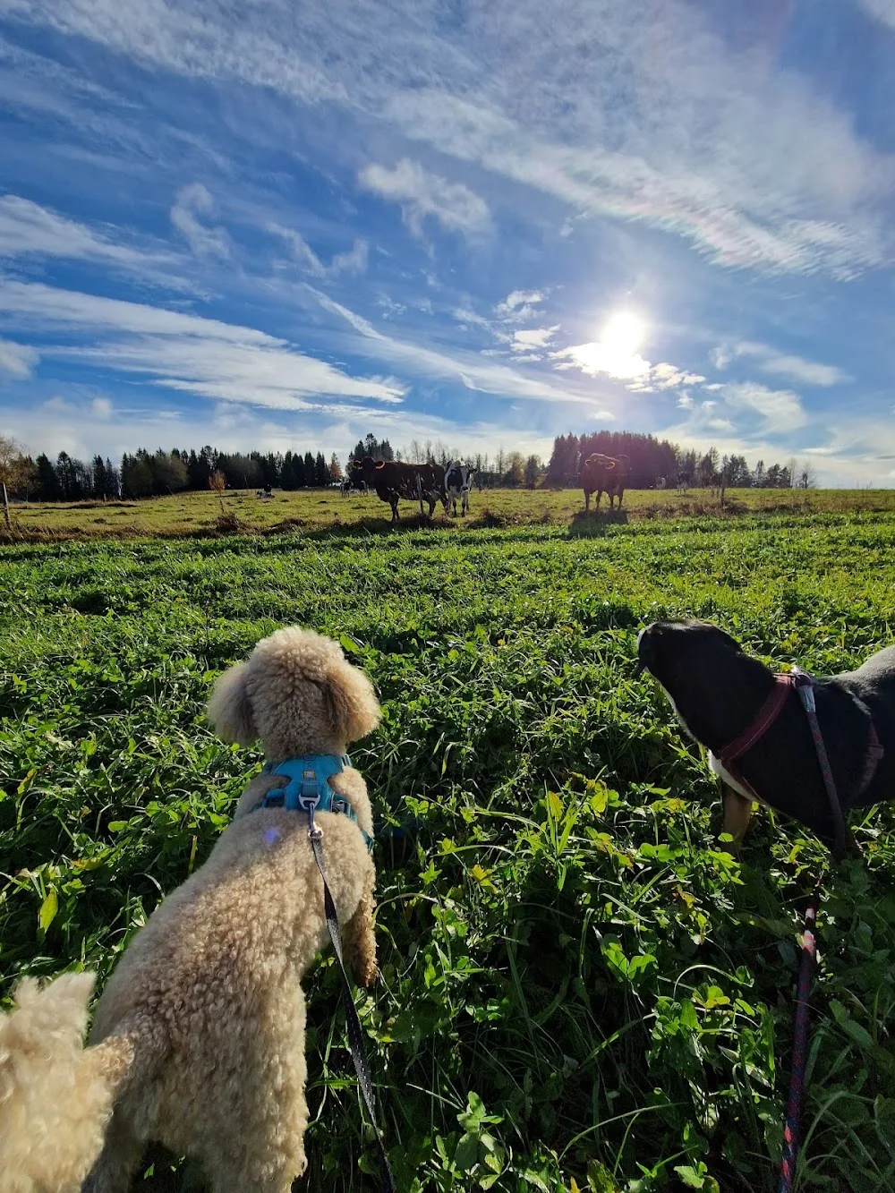 Bakom Berget - Hundpensionat Jämtland - Jämtland pet otel