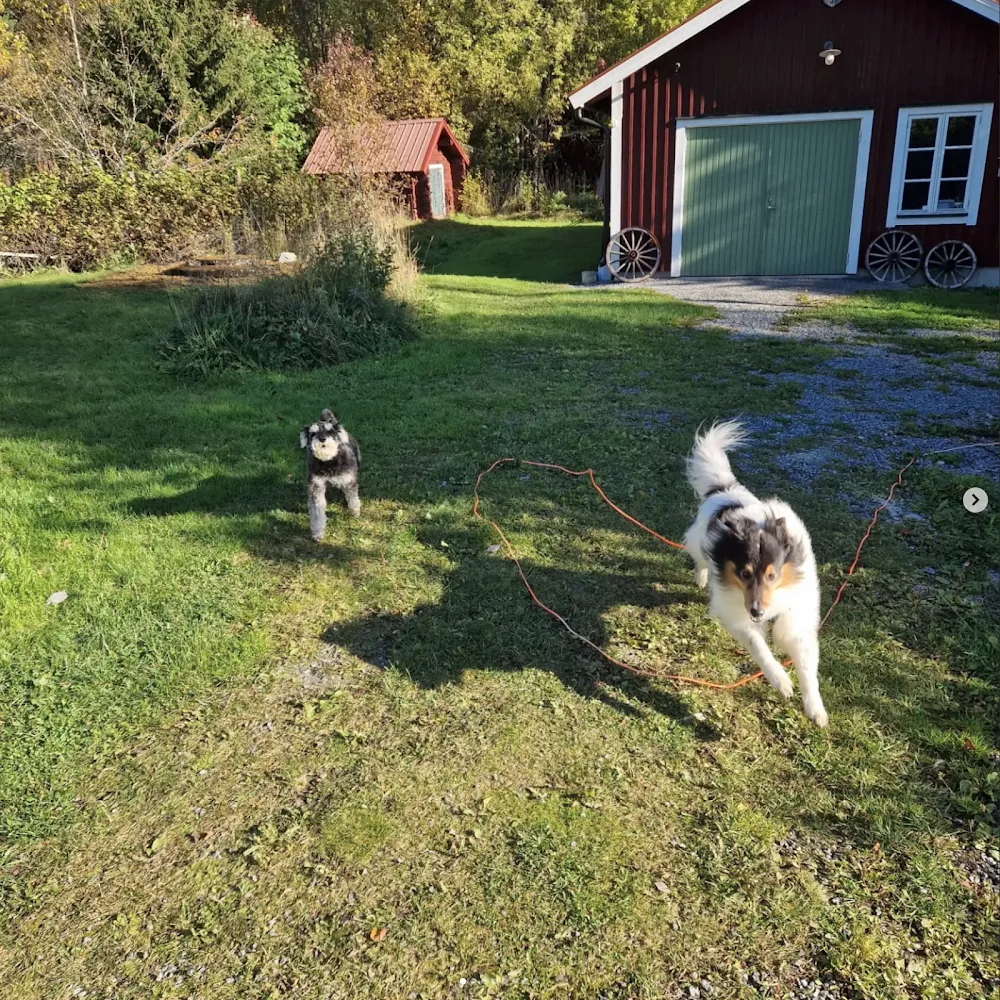 Bakom Berget - Hundpensionat Jämtland - Jämtland pet otel görseli 3