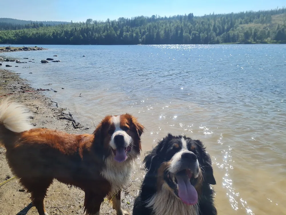Gården på Fallet hundpensionat/-dagis - Jämtland pet otel