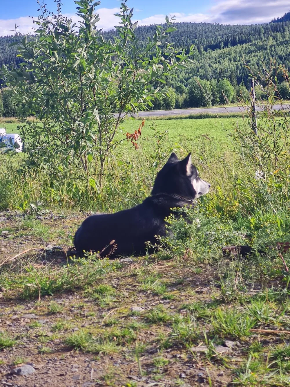 Gården på Fallet hundpensionat/-dagis - Jämtland pet otel görseli 3