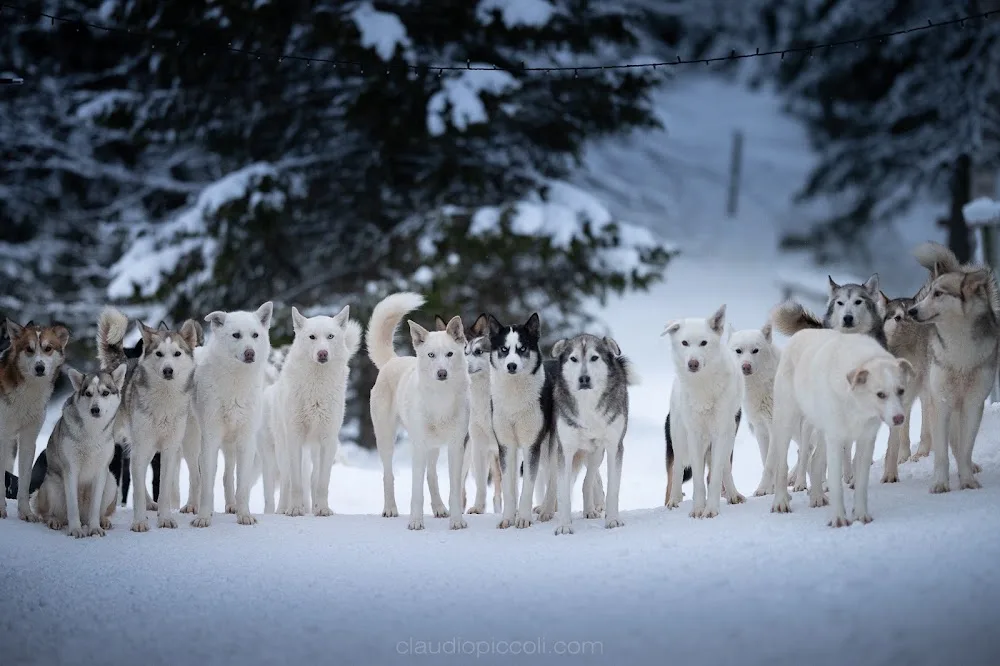 Jet Sleddogs dogsledding dog pension hundpensionat - Jämtland pet otel