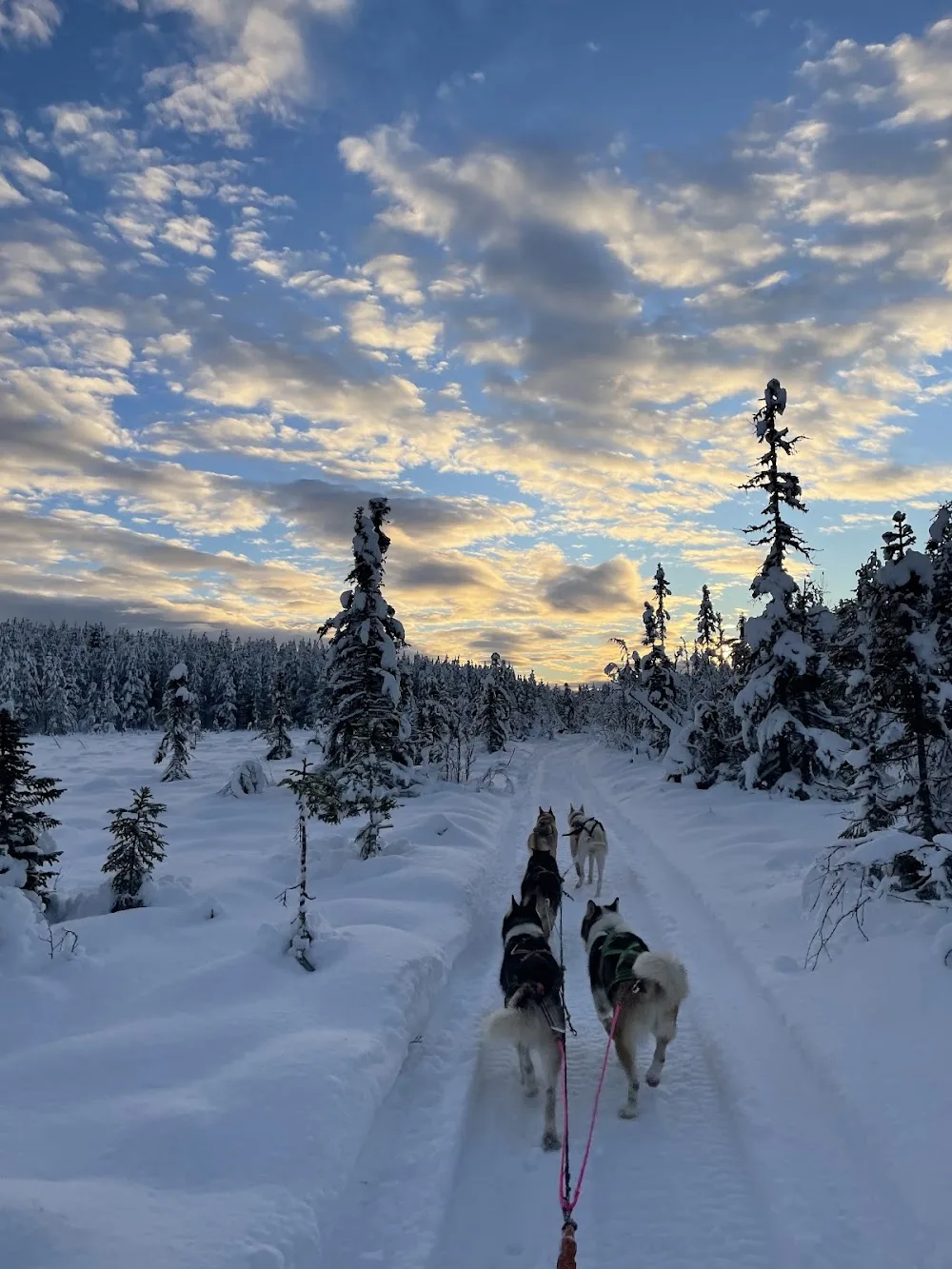 Jet Sleddogs dogsledding dog pension hundpensionat - Jämtland pet otel görseli 3