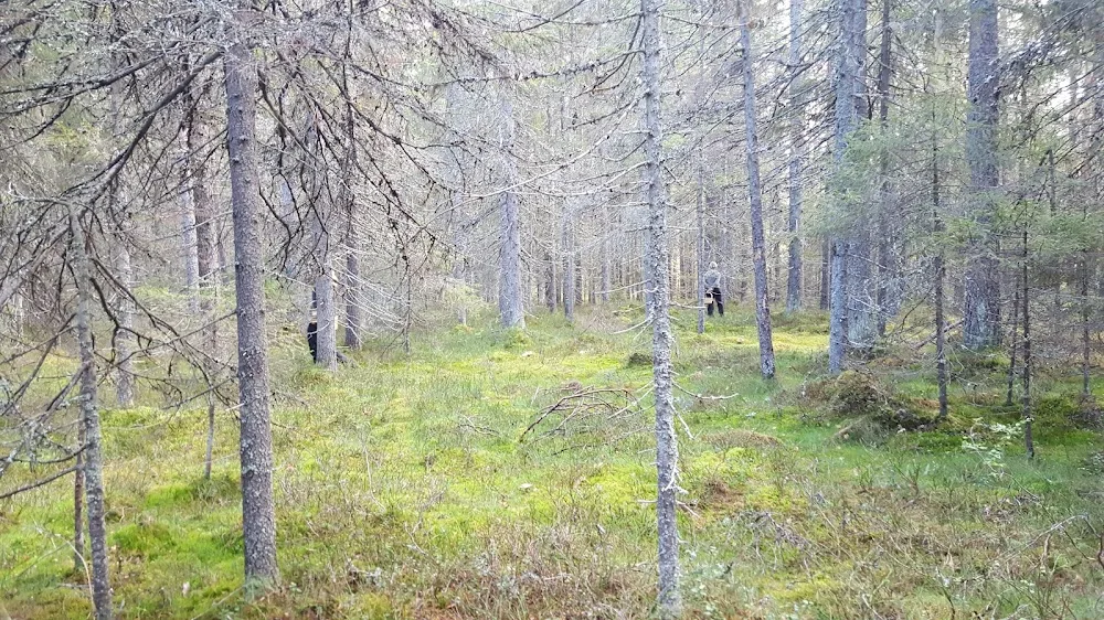 Kennel Paratime's - Jämtland pet otel görseli 3