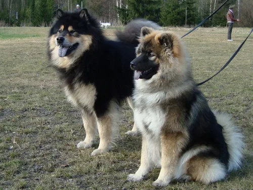 Kennel Risan Gården - Jämtland pet otel