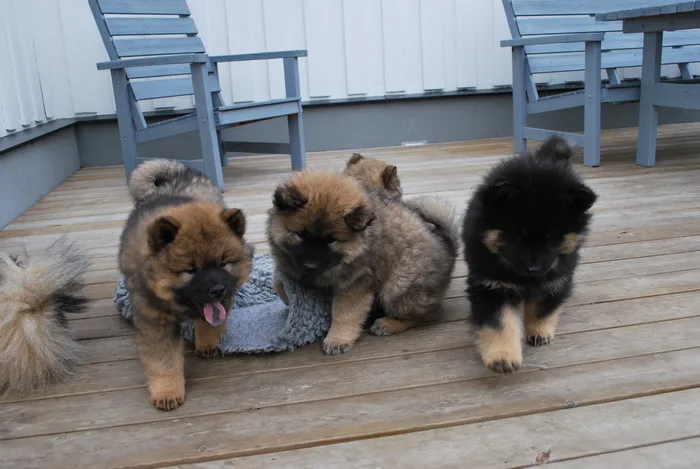 Kennel Risan Gården - Jämtland pet otel görseli 3