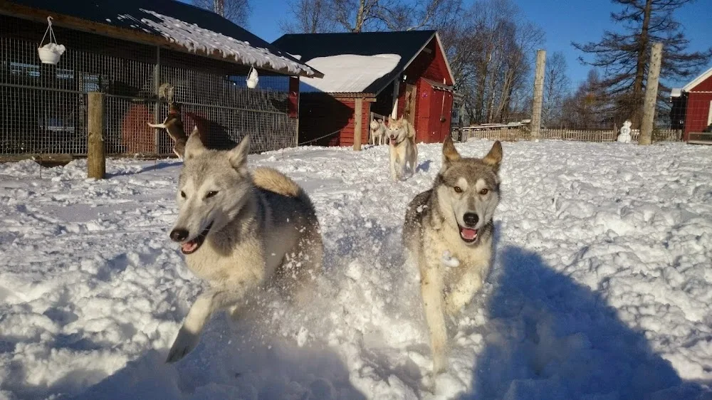 Nordic Husky Farm - Jämtland pet otel