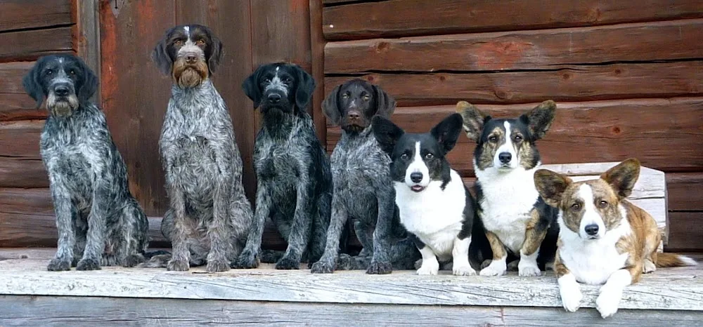 Qwirhaukens Kennel - Jämtland pet otel