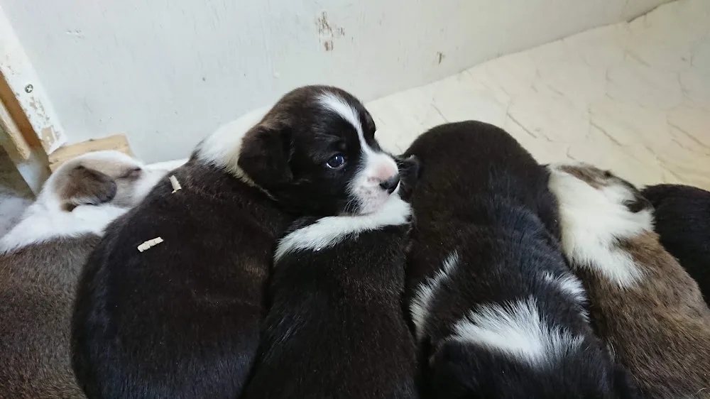 Qwirhaukens Kennel - Jämtland pet otel görseli 3