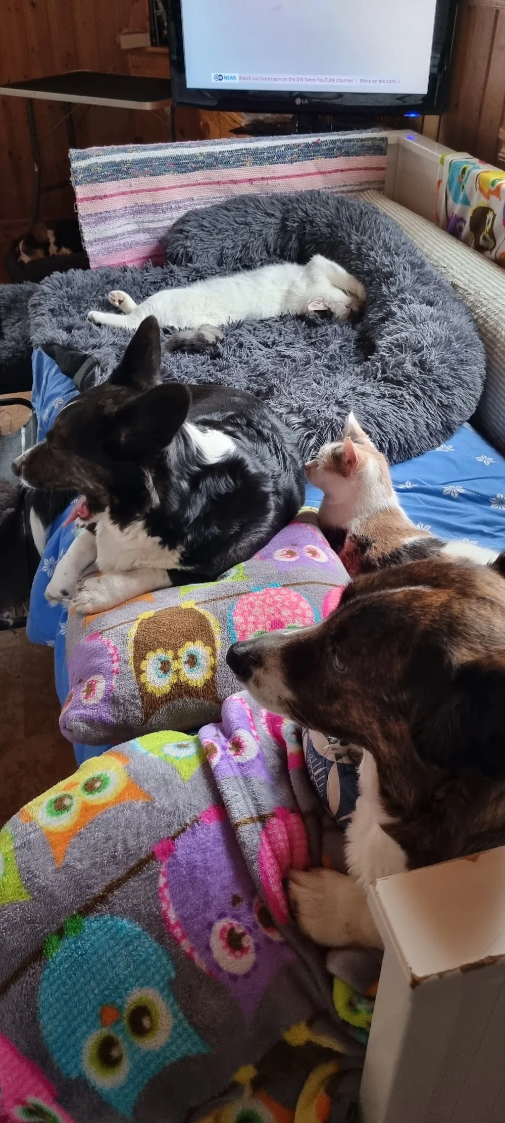 Skutegårdens kennel - Jämtland pet otel görseli 3
