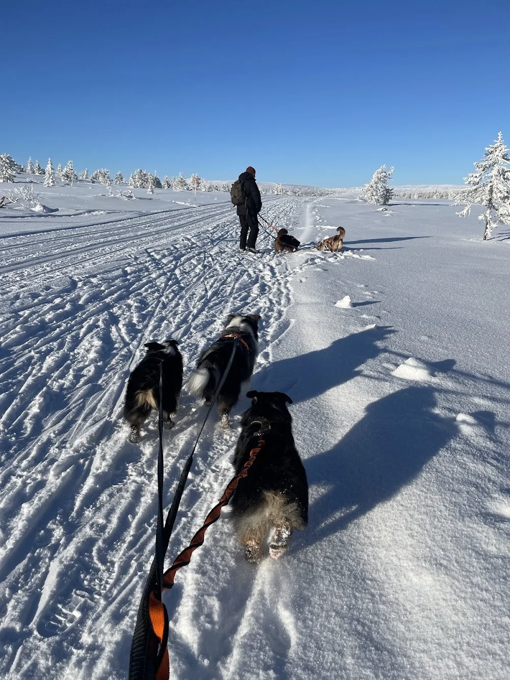 Slievenamon kennel - Jämtland pet otel