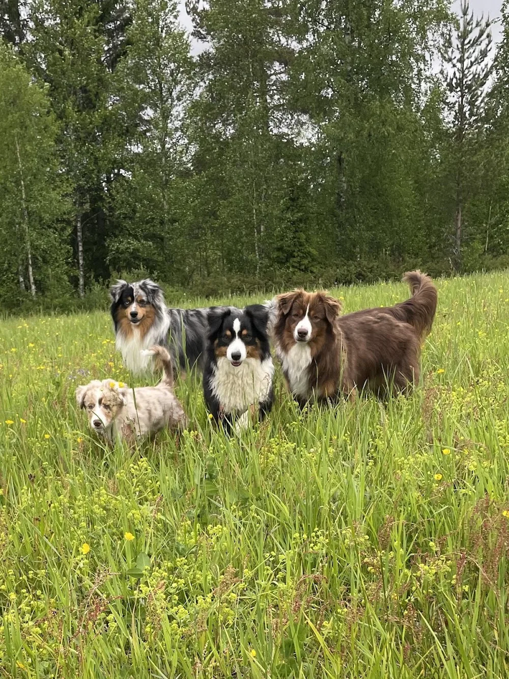 Slievenamon kennel - Jämtland pet otel görseli 3