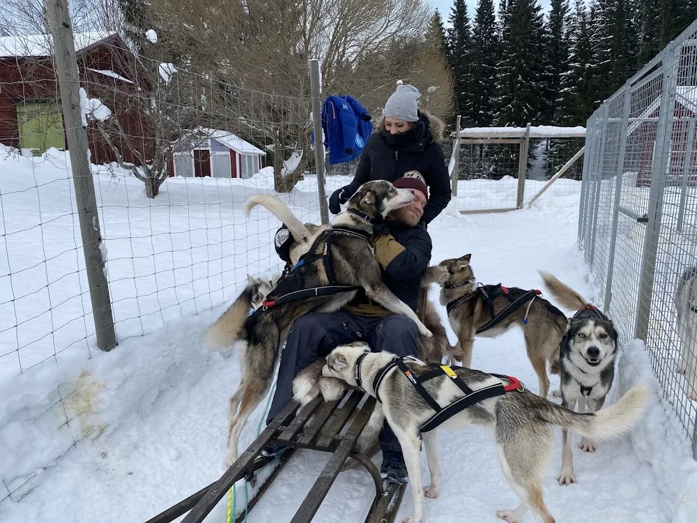 Team Villiviimas - working siberian husky - Jämtland pet otel